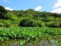 Wet Kalo Taro Fields on Windward Oahu Royalty Free Stock Photo