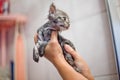 Wet kitten in the hands of owner in bathroom. Took the redeemed kitten out of the water.