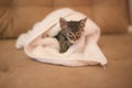 Wet kitten Royalty Free Stock Photo