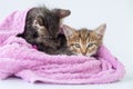 Wet kittens after bathing are wrapped in a pink towel Royalty Free Stock Photo