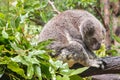 Wet koala bear resting on eucalyptus tree in rain