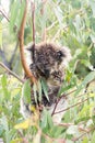 Wet Koala bear sleeping in a tree Royalty Free Stock Photo