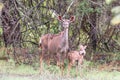 Wet kudu cow and calf in the rain