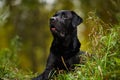 Wet labrador lies and looks into the distance