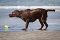 Wet Labrador Retriever on beach shaking off water Royalty Free Stock Photo