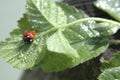 Wet ladybird resting on a leaf Royalty Free Stock Photo