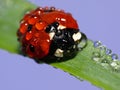 Wet ladybug