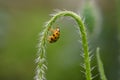 Wet Ladybug on poppy steam on garden Royalty Free Stock Photo