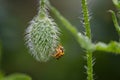 Wet Ladybug on poppy steam on garden Royalty Free Stock Photo