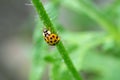 Wet Ladybug on poppy steam Royalty Free Stock Photo