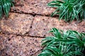 Wet Laterite floor background with Spider plant
