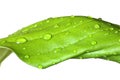 Wet leaf Royalty Free Stock Photo