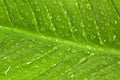 Wet leaf Royalty Free Stock Photo