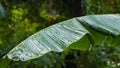 Banana tree after rain