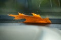 Wet leaf on a car window Royalty Free Stock Photo