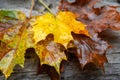 Wet leaf. Colored fallen leaf. Bouquet of wilting leaf close-up in rustic style. Soft focus