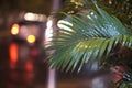 Wet leaf of decorative palm trees