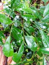 Wet Leaf of Ficus tinctoria subspecies gibbosa Taken After Rain