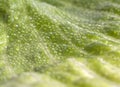Wet Leaf lettuce macro