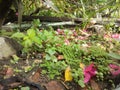 wet leaf litter and dirty muddy soil