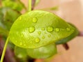 Wet leaf Royalty Free Stock Photo