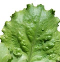 Wet leaf of salad