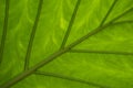 Wet leaf of a tropical tree shot from below. Royalty Free Stock Photo