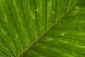 Wet leaf of a tropical tree shot from below. Royalty Free Stock Photo