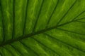 Wet leaf of a tropical tree shot from below. Royalty Free Stock Photo