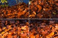Wet Leaves in Autumn on the Ground