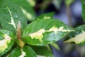 Wet leaves of caricature plant after rain.