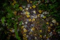 Wet Leaves Cover Muddy Trail Royalty Free Stock Photo