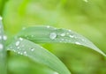 Wet leaves and drops of water