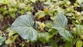 Wet leaves of evergreen ivy climbing plant on fresh green bush background Royalty Free Stock Photo