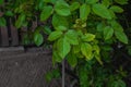 wet leaves after exposure to rainwater green