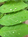 wet leaves hit by raindrops