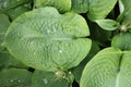 Wet leaves of Hosta in the garden