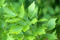 Wet leaves of Lovage plant (Levisticum officinale) growing in th Royalty Free Stock Photo