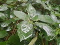 Wet leaves in nature by the streets in Heusenstamm in Germany