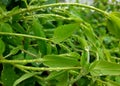 amazing wet leaves after rain, spring vegetation with water drops Royalty Free Stock Photo