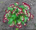 amazing wet red flowers and leaves after rain, spring vegetation with water drops Royalty Free Stock Photo