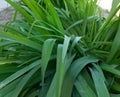 wet leaves after rain, wet grass, spring vegetation with water drops, cute leaves Royalty Free Stock Photo