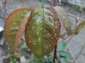 wet leaves after rain, wet rose leaves, spring vegetation with water drops Royalty Free Stock Photo