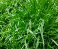 wet leaves after rain, wet grass, spring vegetation with water drops Royalty Free Stock Photo