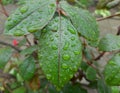 wet leaves after rain, wet rose leaves, spring vegetation with water drops Royalty Free Stock Photo