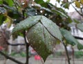 wet leaves after rain, wet rose leaves, spring vegetation with water drops Royalty Free Stock Photo