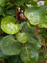 The wet leaves after the rainfall in the afternoon Royalty Free Stock Photo