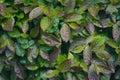 Wet leaves after rainfall Royalty Free Stock Photo