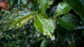 Wet leaves after raining Royalty Free Stock Photo