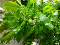 wet leaves in tree with green fruit after rain, spring vegetation with water drops Royalty Free Stock Photo